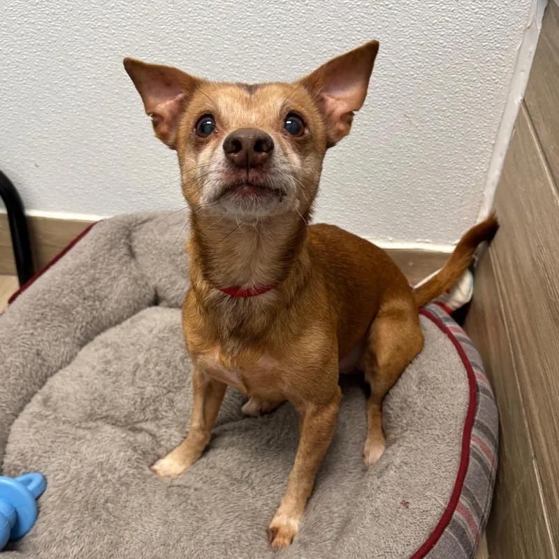 A senior small-sized male Brown / Chocolate Mixed Breed dog named Marley for adoption in Naperville, IL