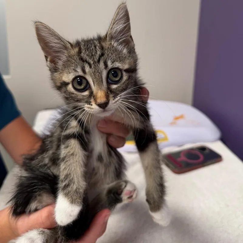 A baby small-sized female Brown / Chocolate Domestic Short Hair cat named Kiki for adoption in Englewood, FL