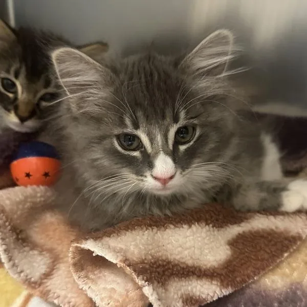 A baby small-sized female Domestic Long Hair cat named Cucumber for adoption in Walnut Creek, CA