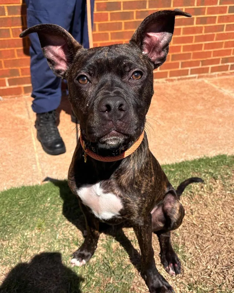 A young medium-sized male Boxer dog named Roscoe for adoption in Stillwater, OK