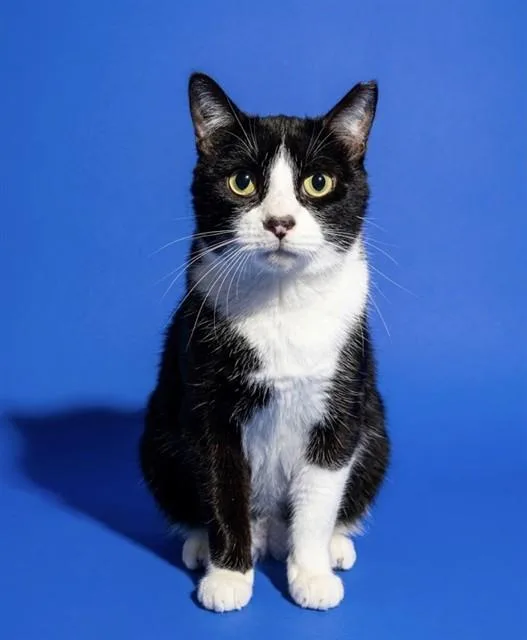 A young large-sized male Domestic Short Hair cat named Rigby for adoption in Jacksonville, FL