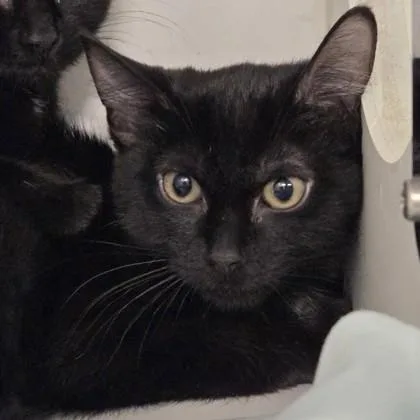 A baby small-sized female Domestic Short Hair cat named Coal for adoption in Voorhees, NJ