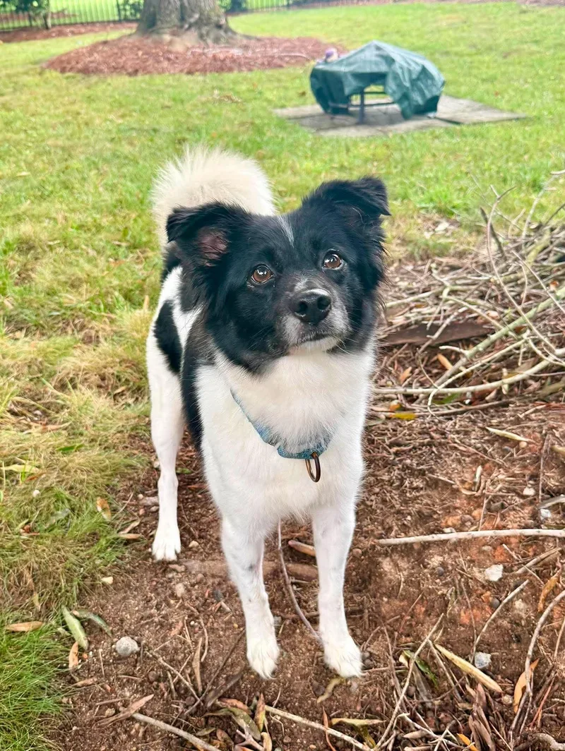 An adult small-sized female Spaniel dog named Coco for adoption in Arlington, VA