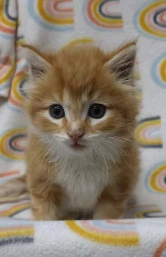 A baby medium-sized male Orange / Red Domestic Medium Hair cat named Banjo for adoption in Thief River Falls, MN