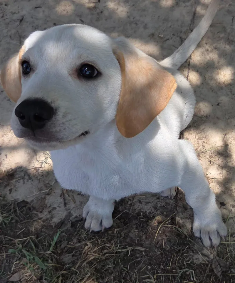A young medium-sized male Labrador Retriever dog named Mojo for adoption in Fort Collins, CO