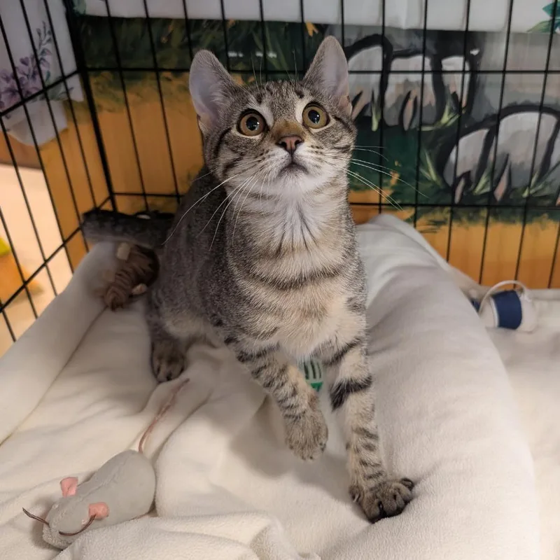 A baby small-sized female Brown / Chocolate Domestic Short Hair cat named Wisteria for adoption in Walden, NY