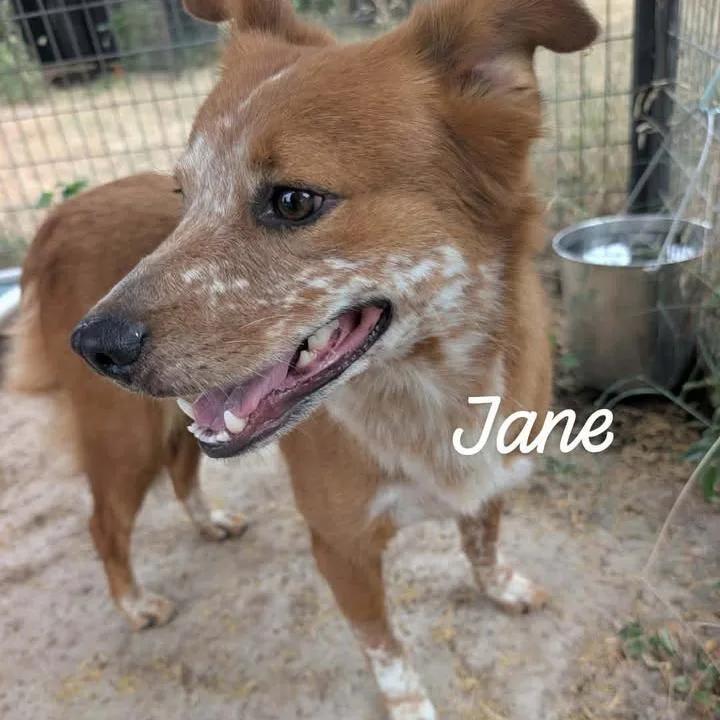 A young small-sized female Red / Chestnut / Orange Cattle Dog dog named Jane for adoption in Buchanan Dam, TX