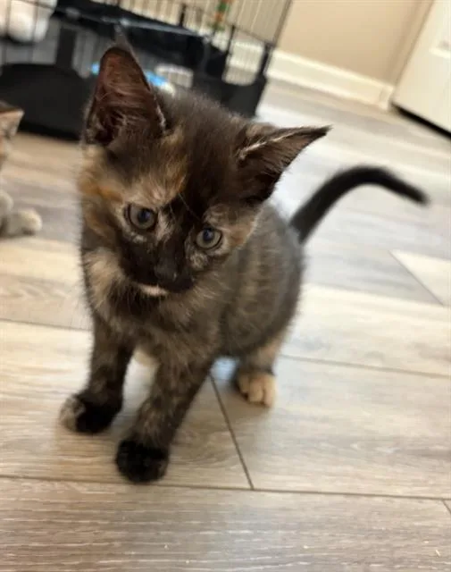 A baby small-sized female Domestic Short Hair cat named Maple for adoption in Charlotte, NC