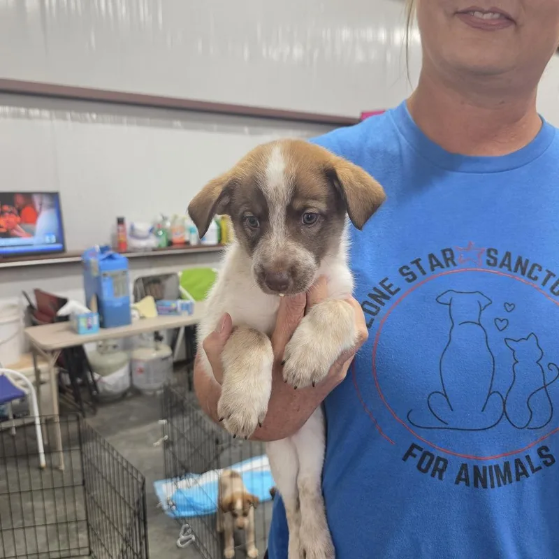 A baby medium-sized male Husky dog named Bandit for adoption in Midland, TX