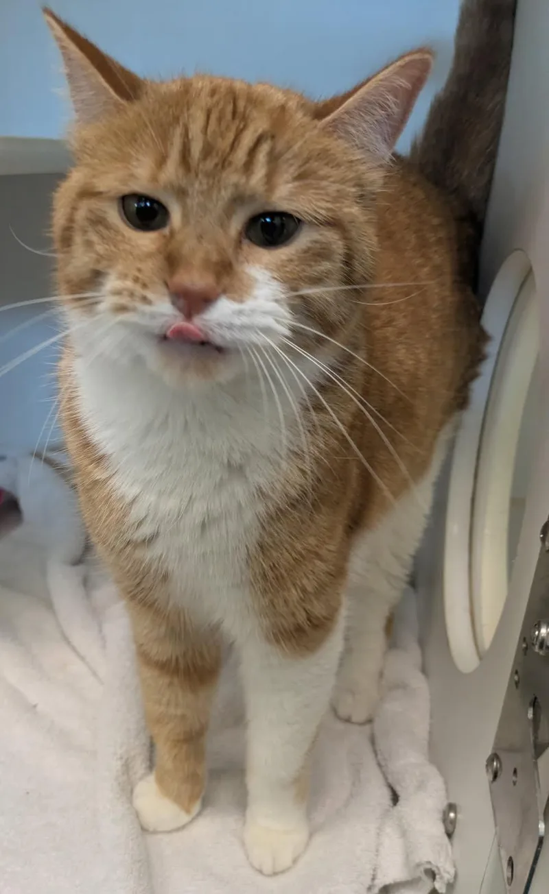 An adult small-sized male Domestic Short Hair cat named Ron for adoption in Texas City, TX