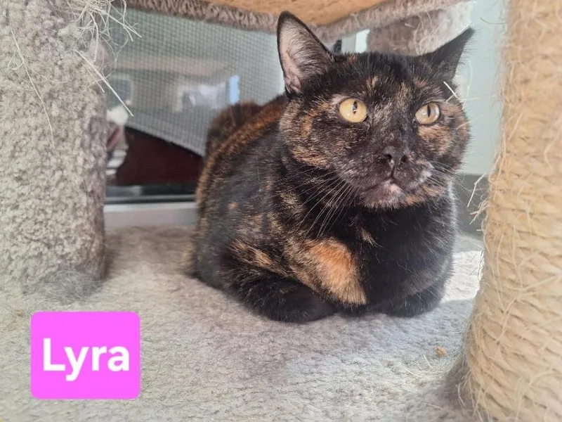An adult large-sized female Domestic Short Hair cat named Lyra for adoption in Leonardtown, MD