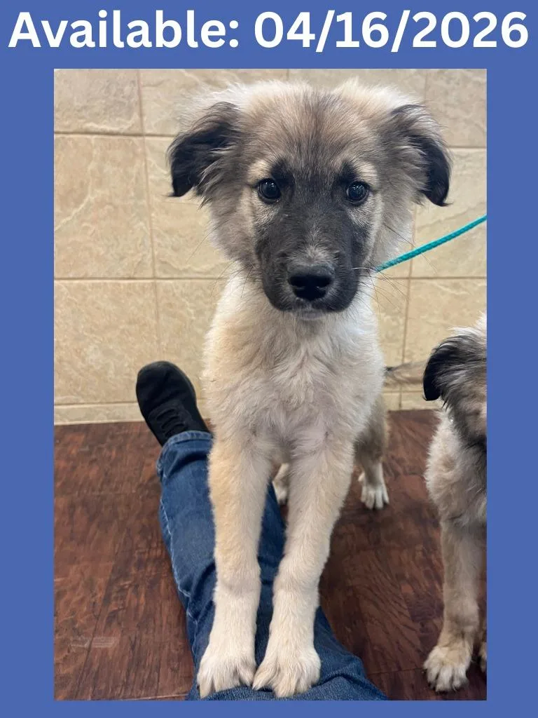 A baby small-sized male German Shepherd Dog dog named Dog Kennel for adoption in Greenville, TX