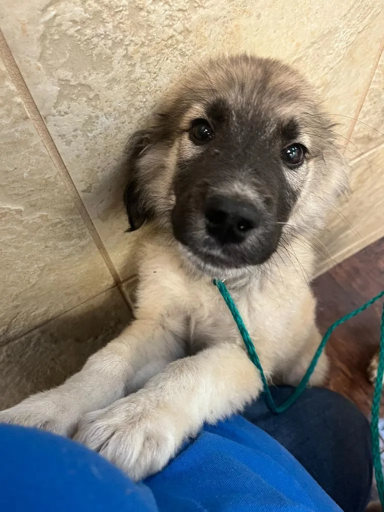 Dog Kennel thumbnail 2