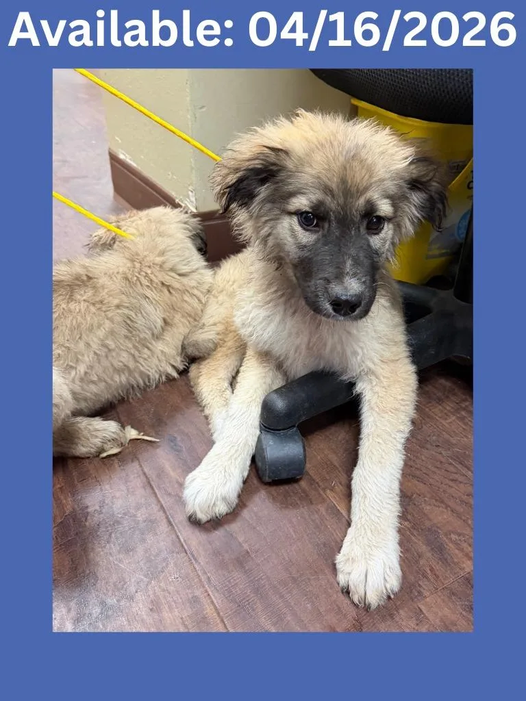 Dog Kennel thumbnail 3