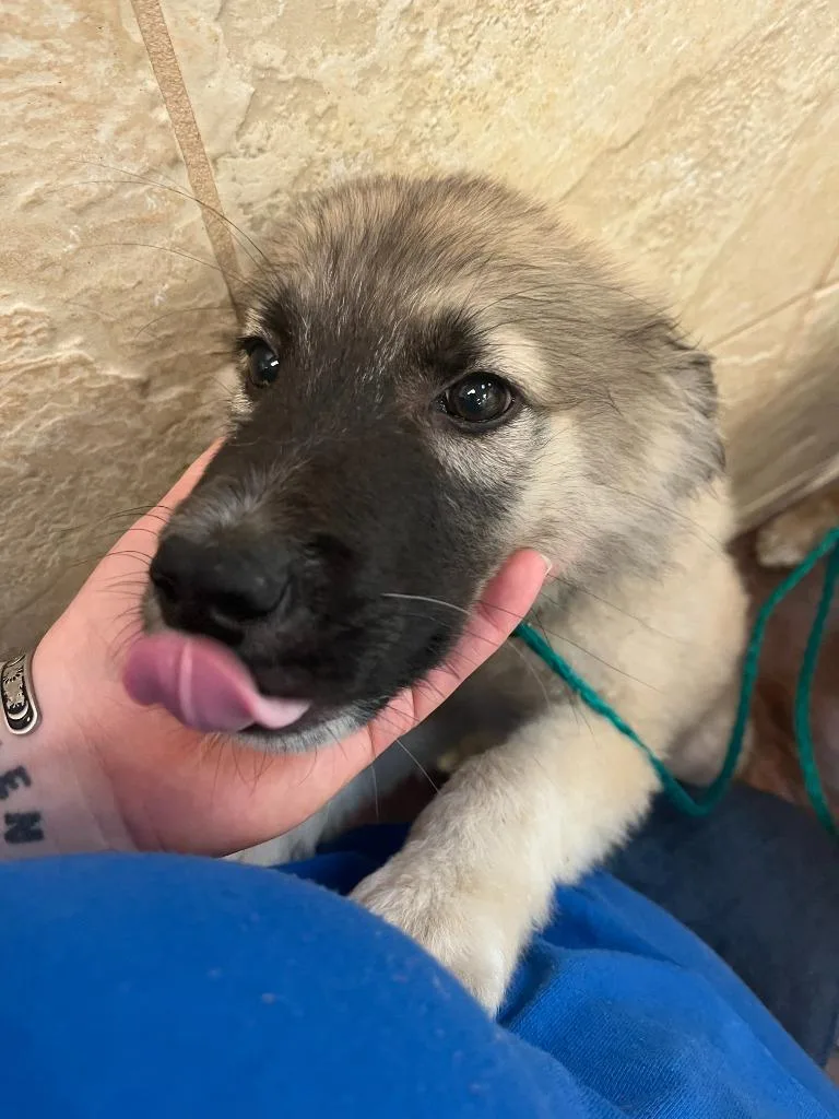 Dog Kennel thumbnail 4