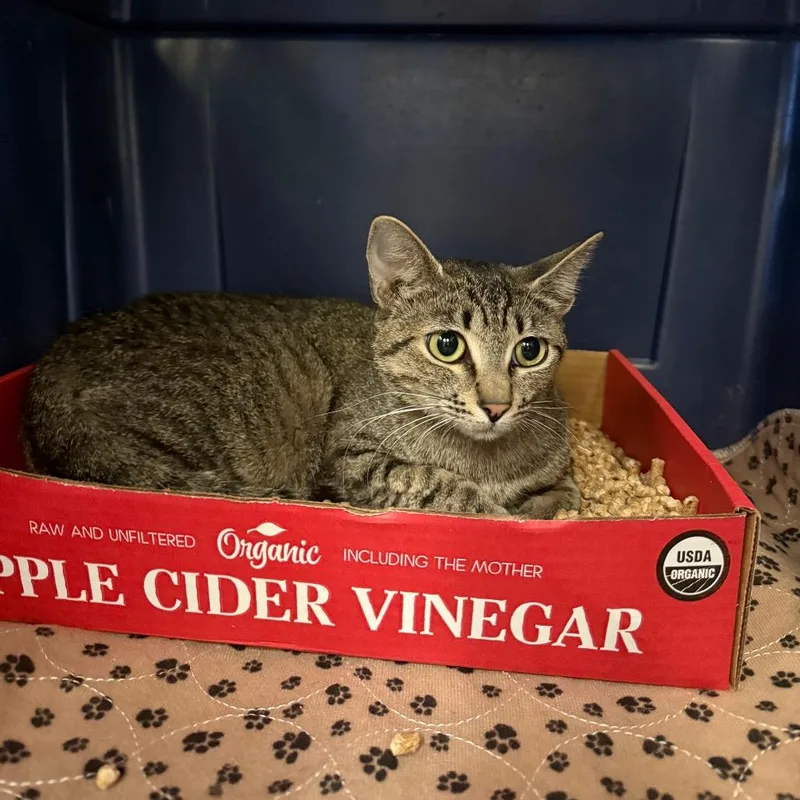 A young medium-sized female Brown / Chocolate Domestic Short Hair cat named Microbe for adoption in Spokane, WA