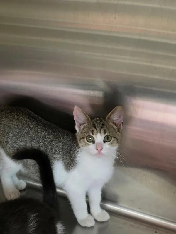 A young medium-sized female Tabby (Tiger Striped) Domestic Short Hair cat named Ella for adoption in Bluffton, IN