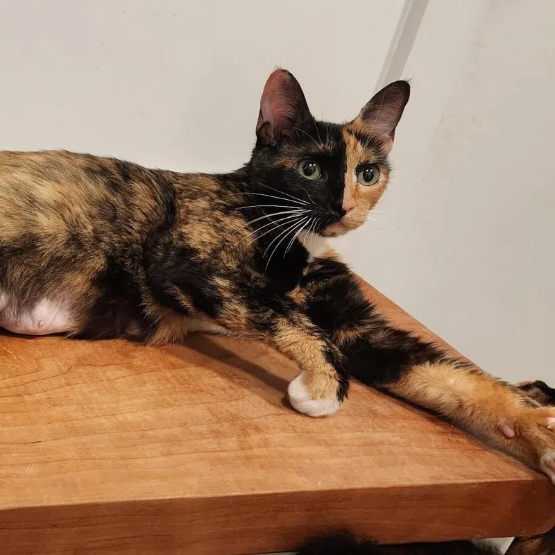 An adult medium-sized female Tortoiseshell Domestic Short Hair cat named Cookie for adoption in Renton , WA
