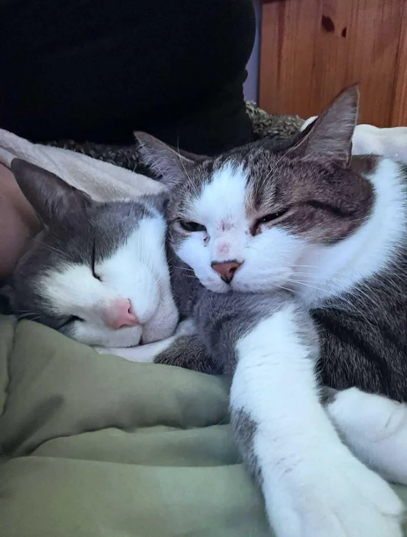 King Louie And Baloo thumbnail 2