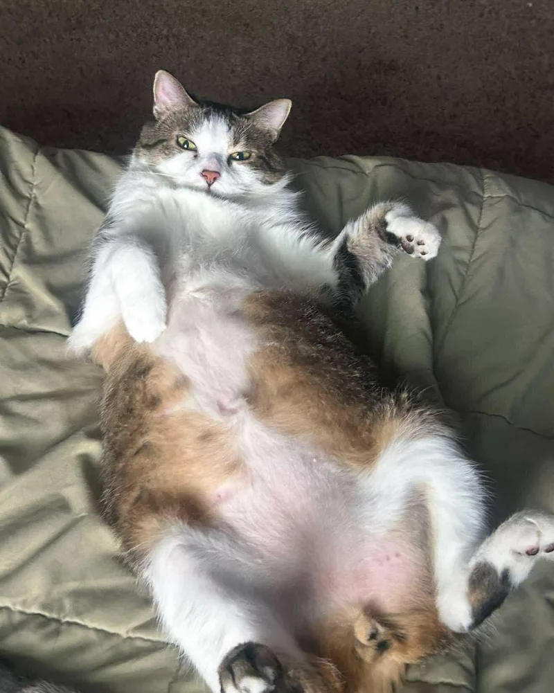 King Louie And Baloo thumbnail 3