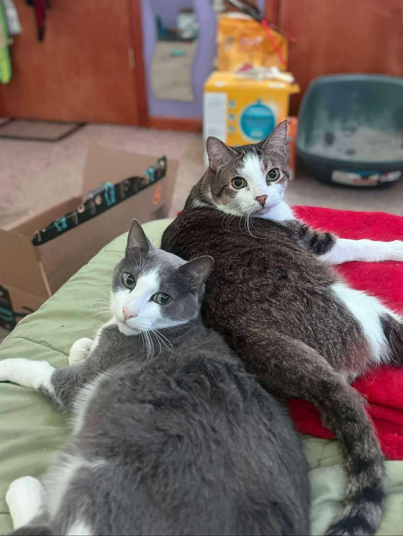 King Louie And Baloo thumbnail 5