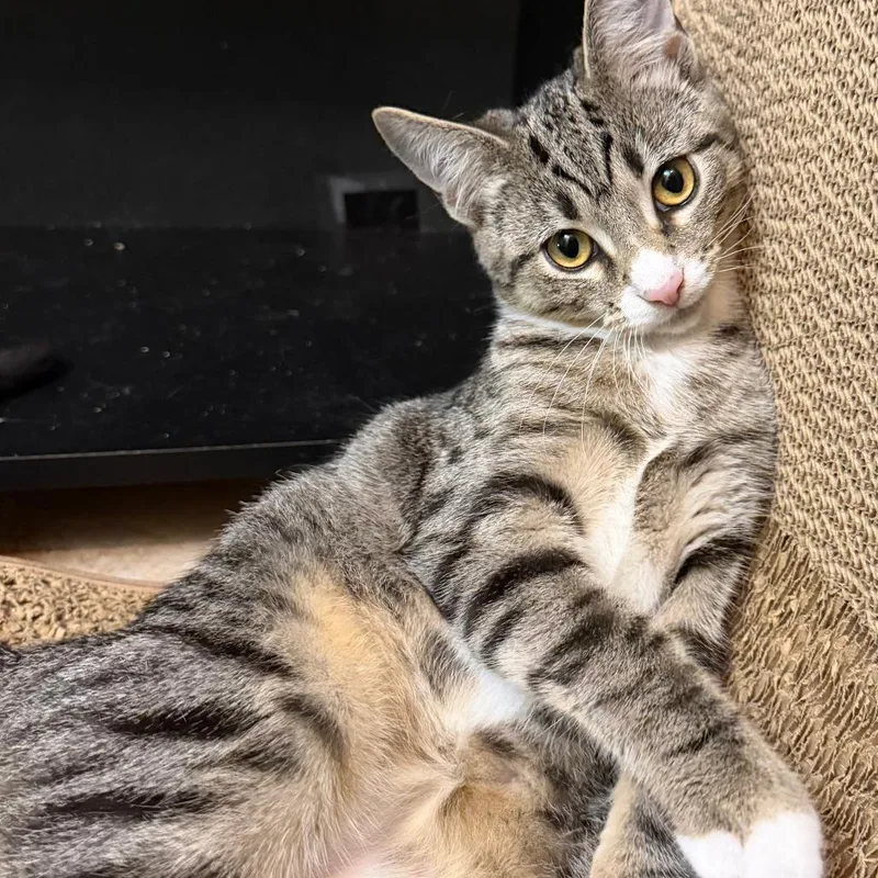 A young medium-sized female Brown / Chocolate Domestic Short Hair cat named Spumoni for adoption in Middleton, WI