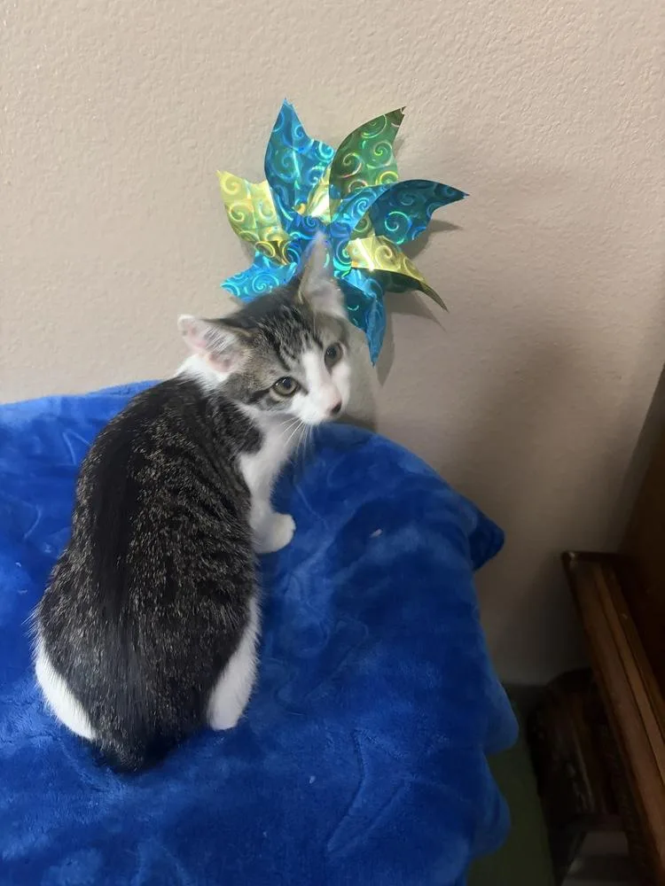 A baby small-sized female Domestic Short Hair cat named Whitney for adoption in Orlando, FL
