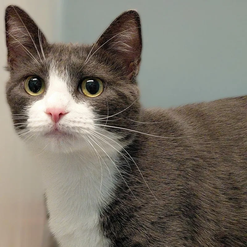 An adult medium-sized female Gray & White Domestic Short Hair cat named Lexi for adoption in Stanley, VA