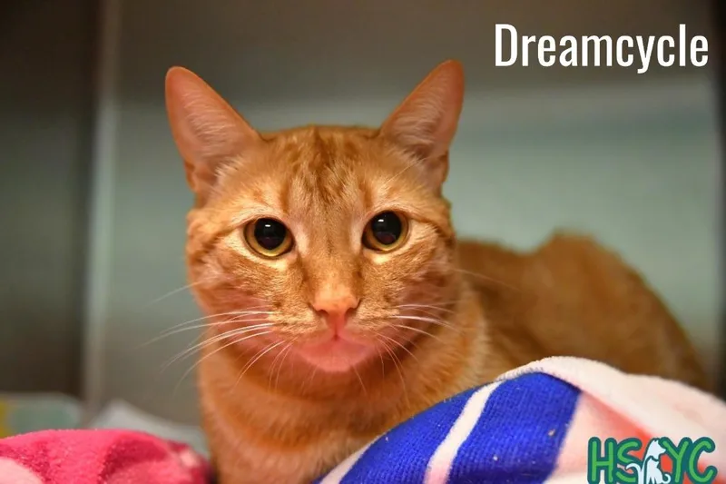 A young medium-sized male Domestic Short Hair cat named Dreamsicle for adoption in Fort Mill, SC