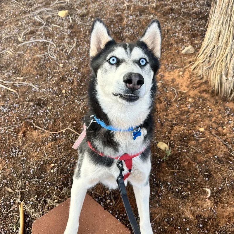 An adult medium-sized male Black Husky dog named Maverick for adoption in Salt Lake City, UT