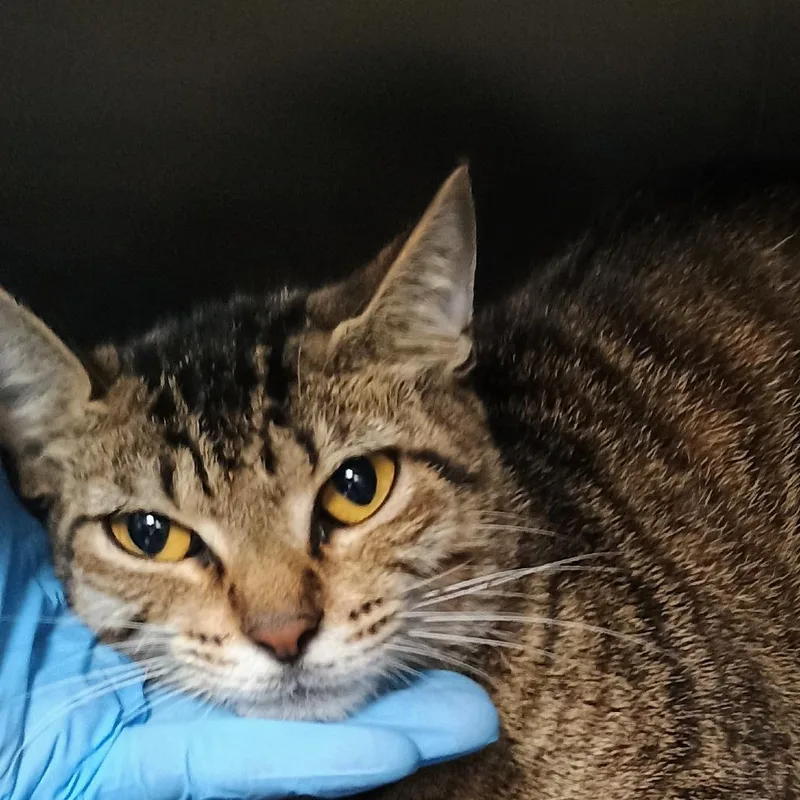 A young medium-sized female Brown / Chocolate Domestic Short Hair cat named AnnaMae for adoption in Palestine, TX