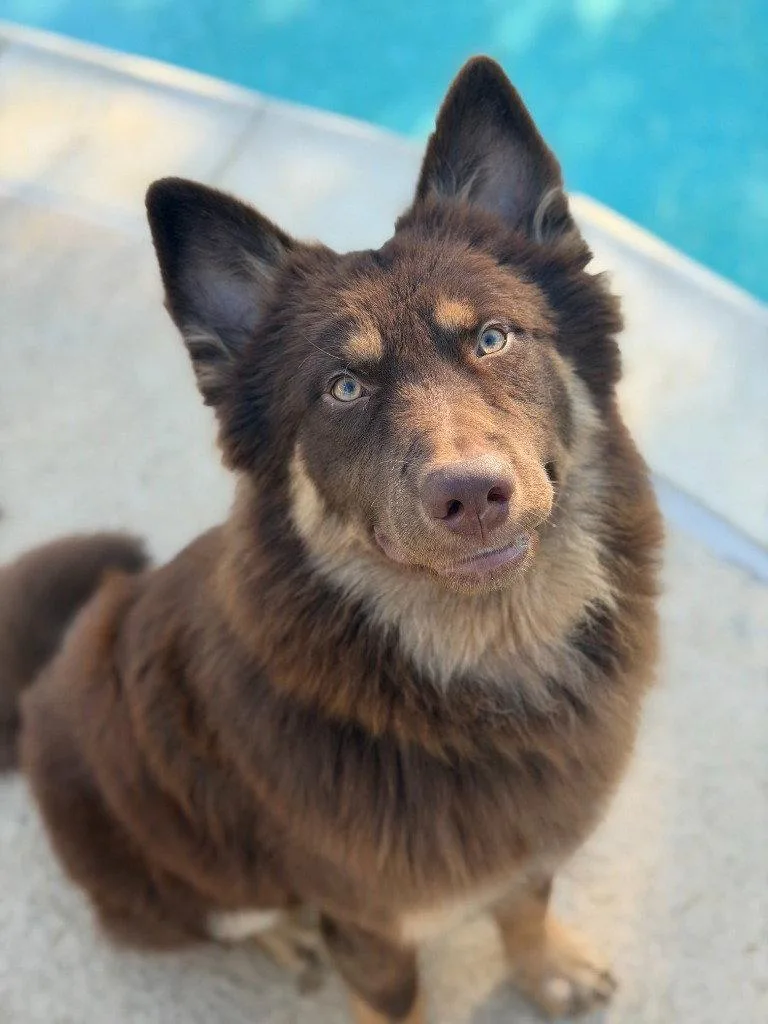 A young medium-sized male Australian Shepherd dog named Kodak for adoption in Bloomfield, CT