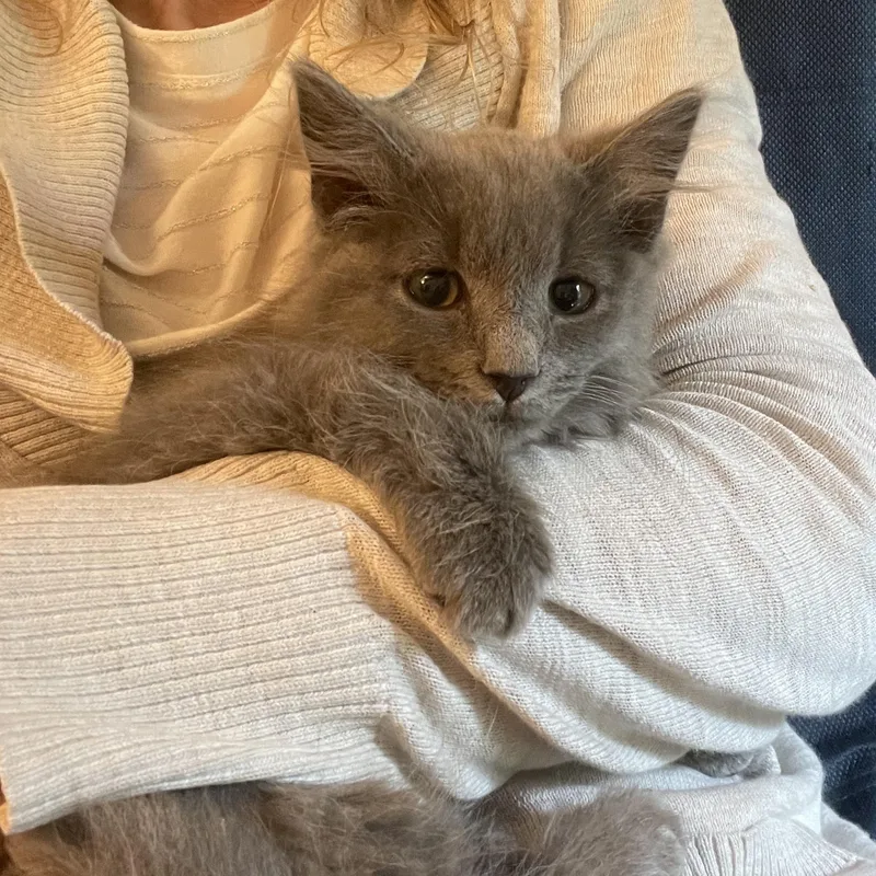 A baby medium-sized male Gray / Blue / Silver Domestic Long Hair cat named Dell for adoption in Davison, MI