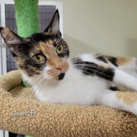 A young medium-sized female Calico cat named Clover for adoption in Mazon, IL