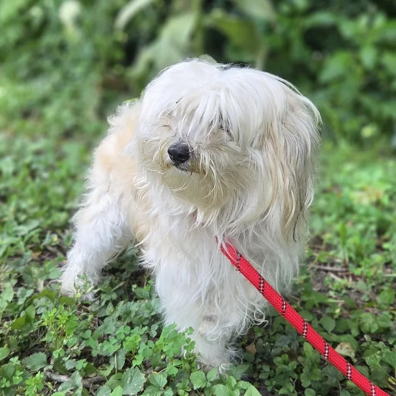 An adult small-sized female White / Cream Mixed Breed dog named Summer for adoption in Hinsdale, IL