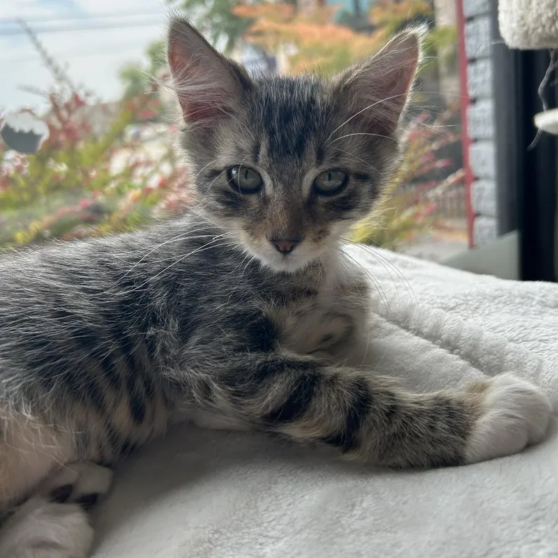 A baby small-sized male Gray / Blue / Silver Domestic Medium Hair cat named Wafer for adoption in Little Rock, AR