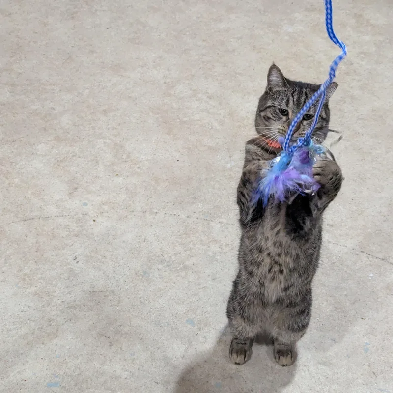 Squirrel thumbnail 2