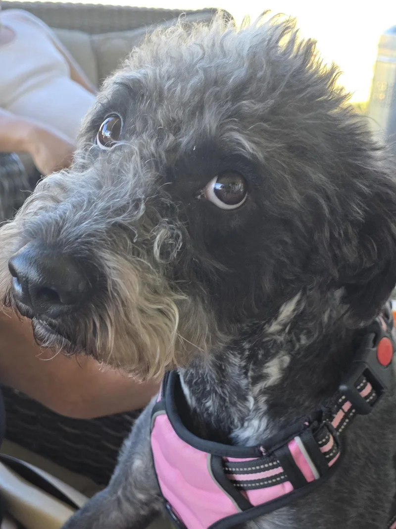 An adult medium-sized female Australian Shepherd dog named Willow B for adoption in Salt Lake City, UT
