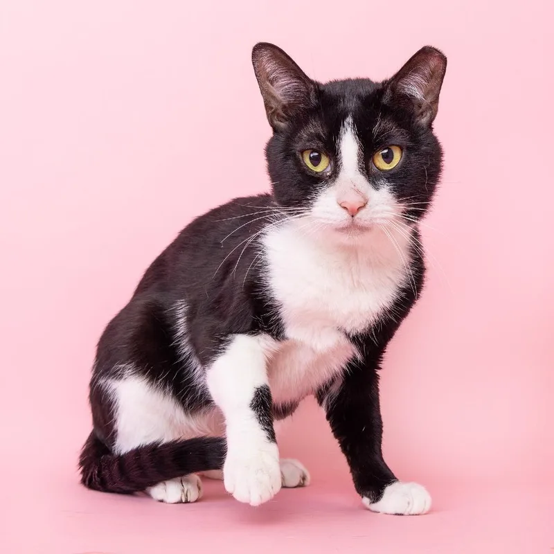 An adult medium-sized male Black Domestic Short Hair cat named Morpho for adoption in Franklin, TN