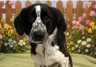 An adult medium-sized male Mixed Breed dog named Ginger for adoption in West Chester, PA