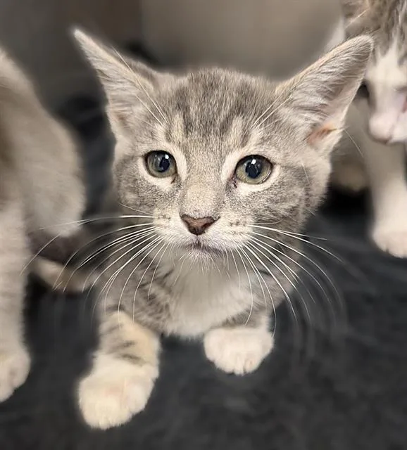 A baby small-sized female Domestic Short Hair cat named Penelope for adoption in Sacramento, CA
