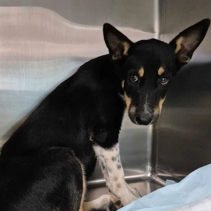 A baby small-sized female Black Australian Kelpie dog named Zelda for adoption in Bastrop, TX