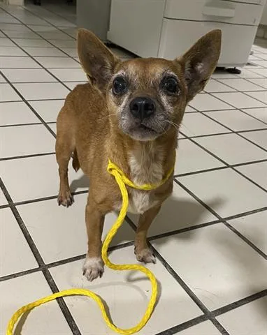 An adult small-sized female Chihuahua dog named Chloe for adoption in Dayton, OH