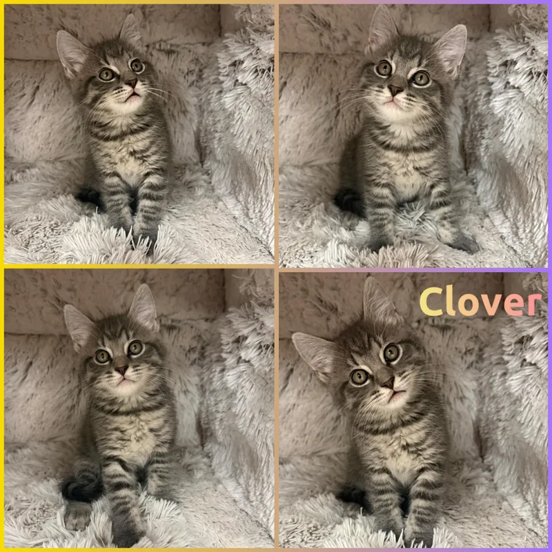 A baby small-sized female Tabby (Gray / Blue / Silver) Domestic Short Hair cat named Clover for adoption in Louisville, KY