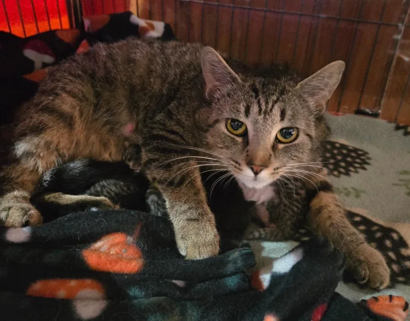A young medium-sized female Domestic Medium Hair cat named Ducky for adoption in Brainardsville, NY