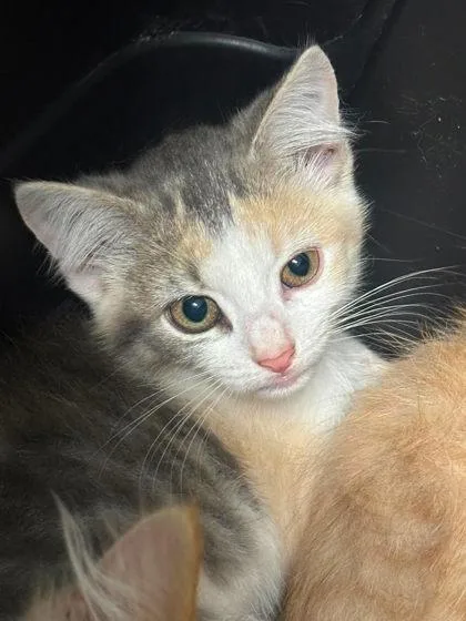 A baby small-sized female Orange & White Domestic Short Hair cat named Basil for adoption in Annapolis, MD
