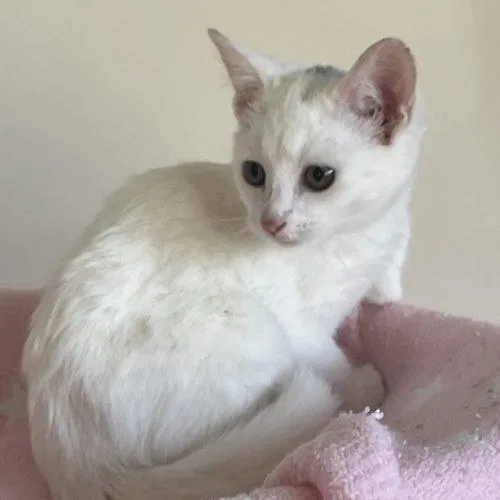 A baby small-sized female White Domestic Short Hair cat named Flurry for adoption in Knoxville, TN
