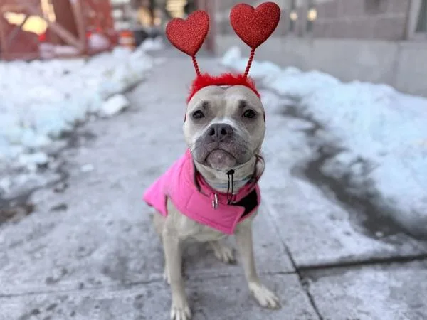 An adult medium-sized female Mixed Breed dog named Banana Cream Pie for adoption in New York, NY