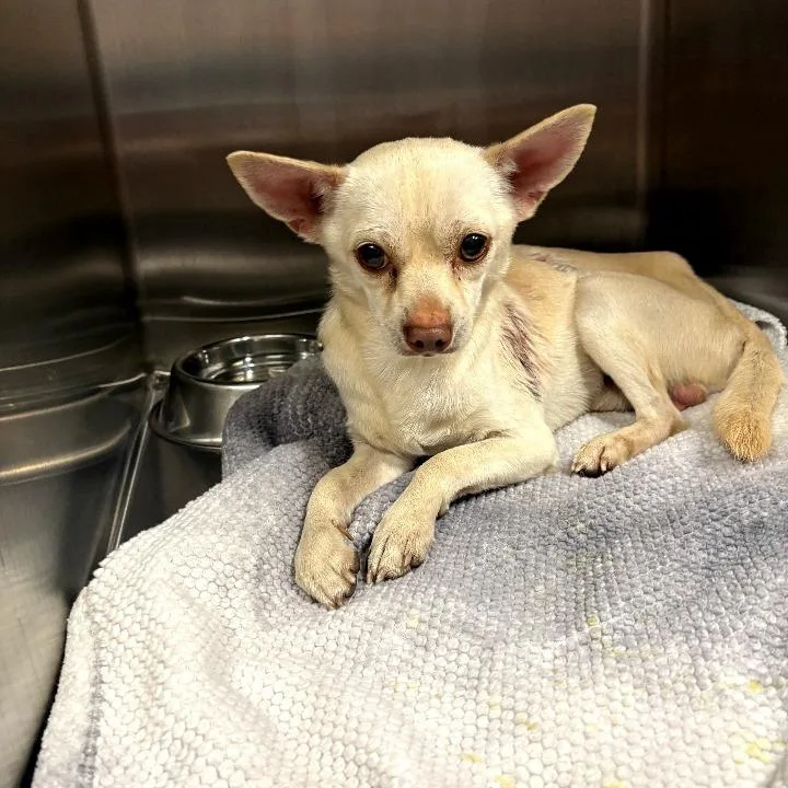 An adult small-sized male Yellow / Tan / Blond / Fawn Chihuahua dog named Crouton for adoption in Oak Park, IL