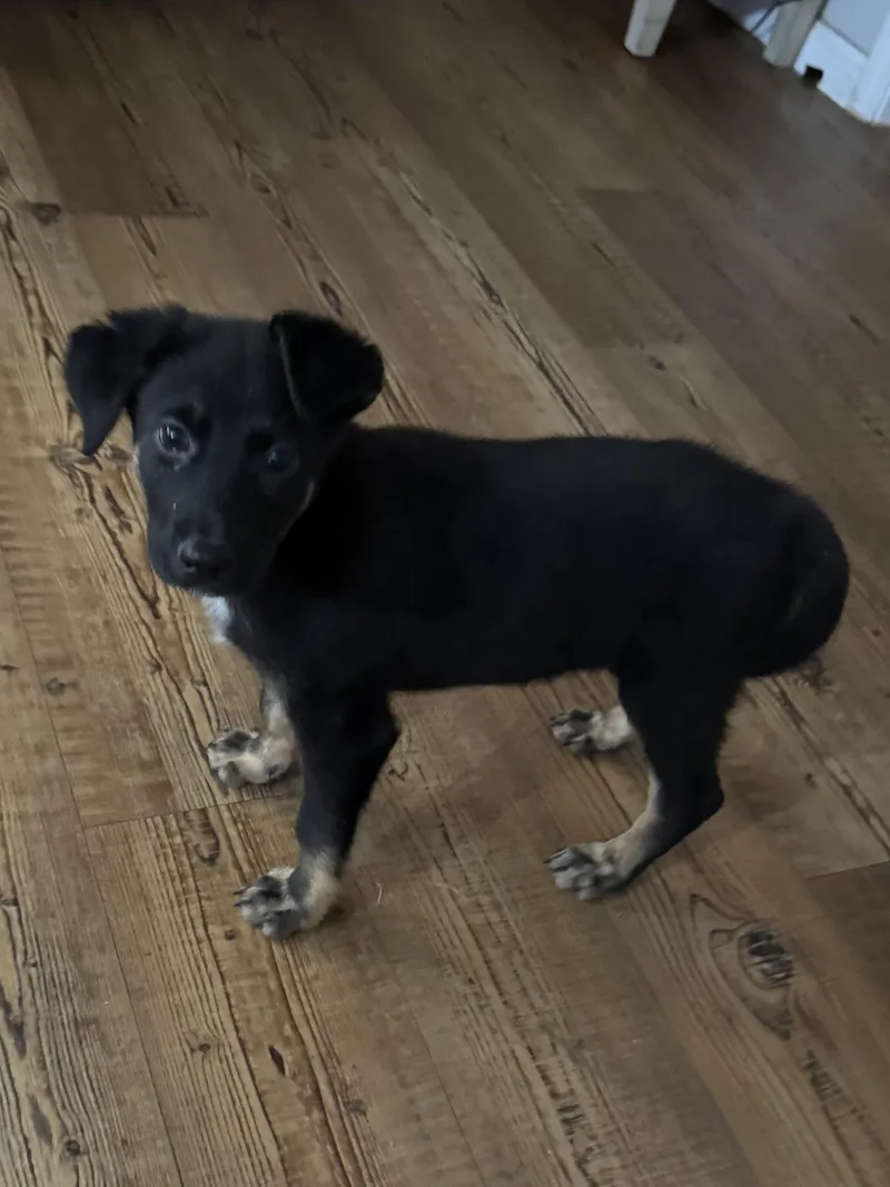 A baby medium-sized female Bicolor Shepherd dog named Winnie for adoption in Alexandria, LA